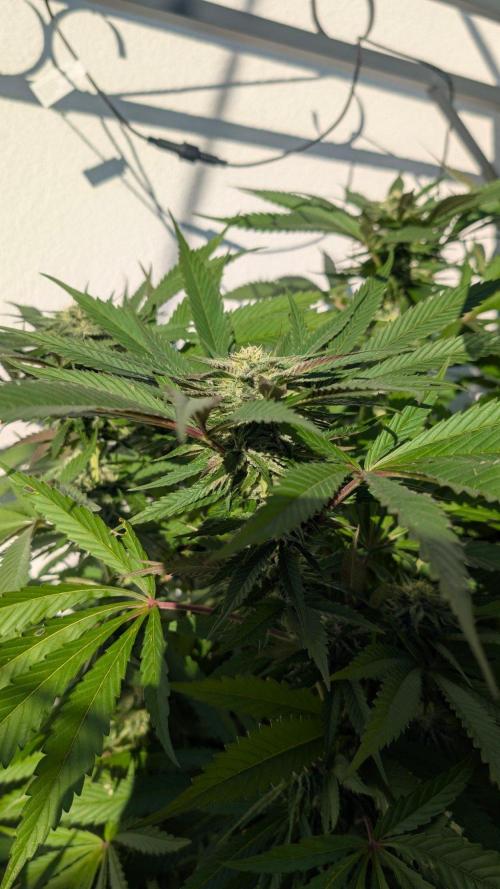 Coco Spritz. Week 15