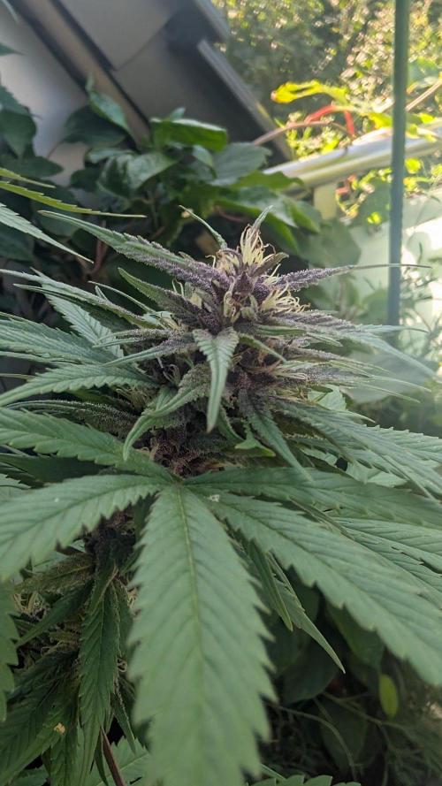 Oldshool Berrys. Week 15