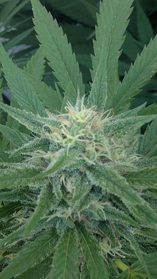 Oldshool Berrys. Week 15