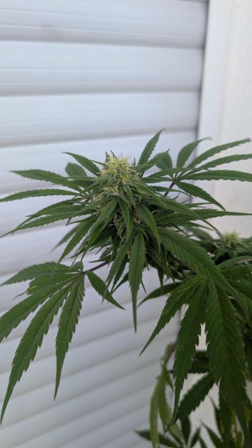 Oldshool Berrys. Week 15