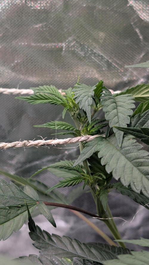 Mini-Tent Grow / Cutting. Week 5
