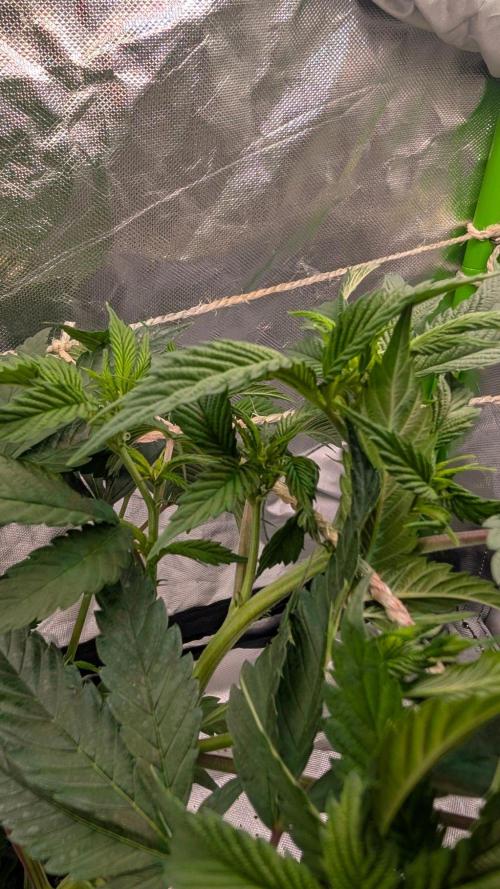 Mini-Tent Grow / Cutting. Week 5