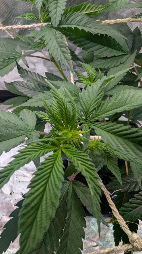 Mini-Tent Grow / Cutting. Week 5
