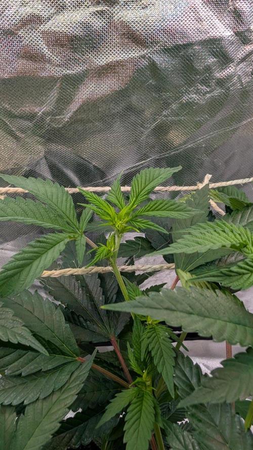 Mini-Tent Grow / Cutting. Week 5