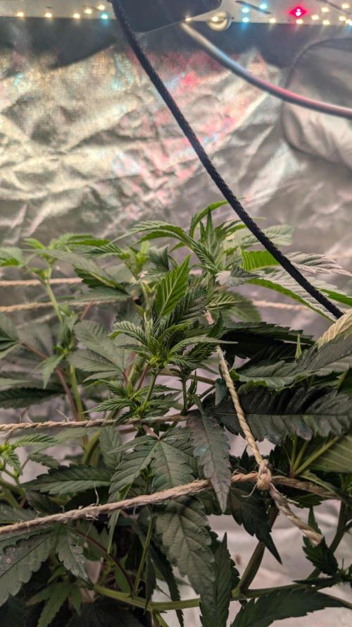 Mini-Tent Grow / Cutting. Week 5