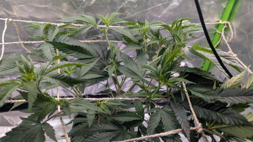 Mini-Tent Grow / Cutting. Week 5