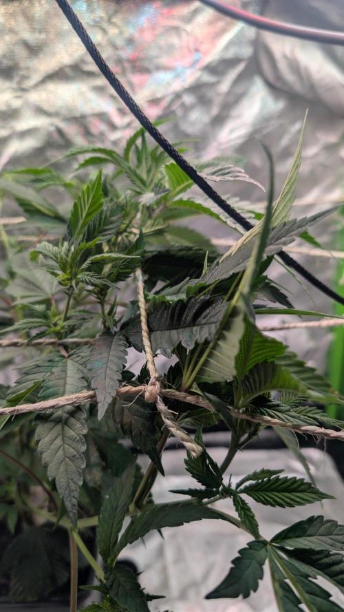 Mini-Tent Grow / Cutting. Week 5