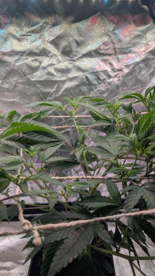 Mini-Tent Grow / Cutting. Week 5