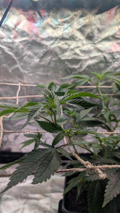 Mini-Tent Grow / Cutting. Week 5
