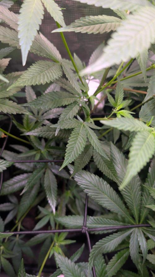 Blue Muffin / Manny-T Cut. Week 5
