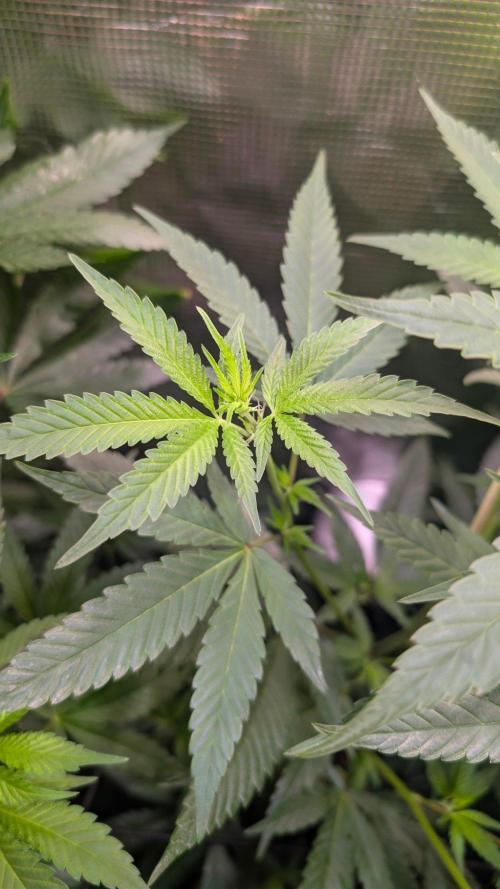 Blue Muffin / Manny-T Cut. Week 5