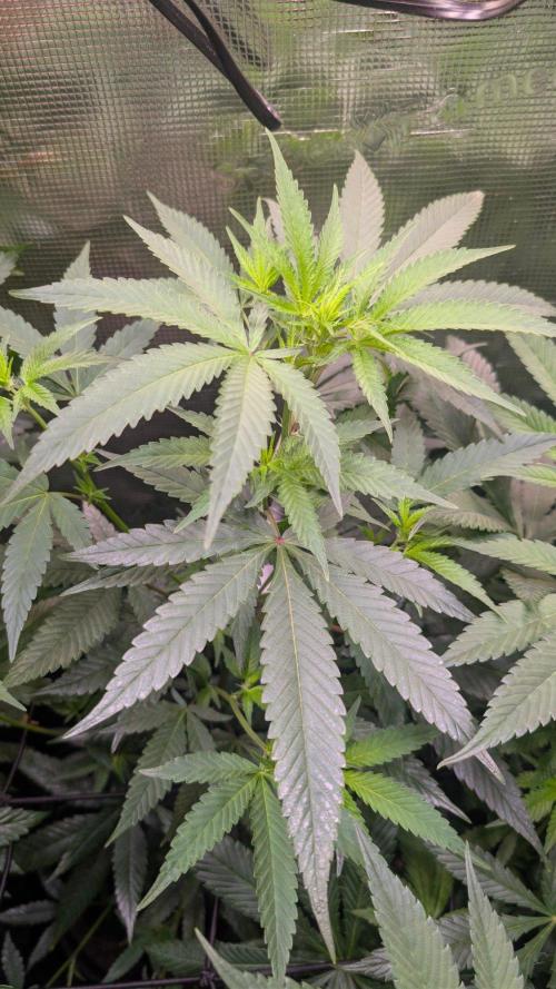 Blue Muffin / Manny-T Cut. Week 5