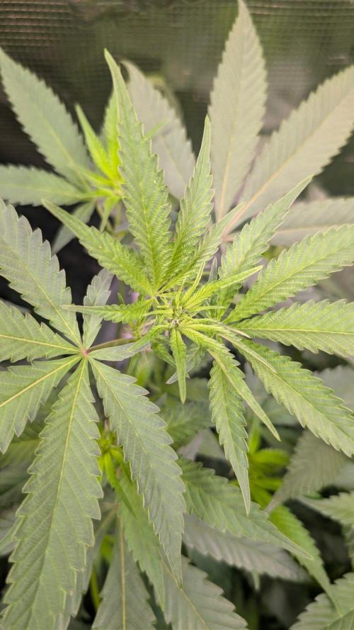 Blue Muffin / Manny-T Cut. Week 5