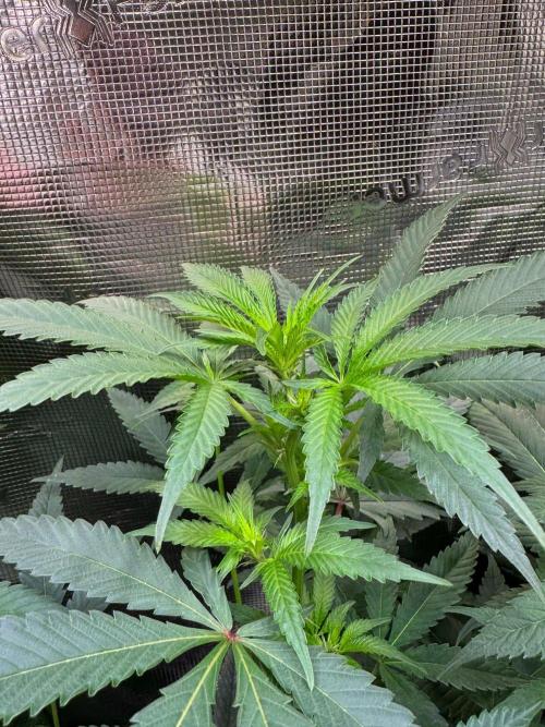 Blue Muffin / Manny-T Cut. Week 6