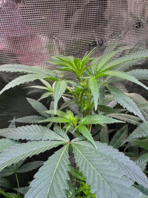 Blue Muffin / Manny-T Cut. Week 6