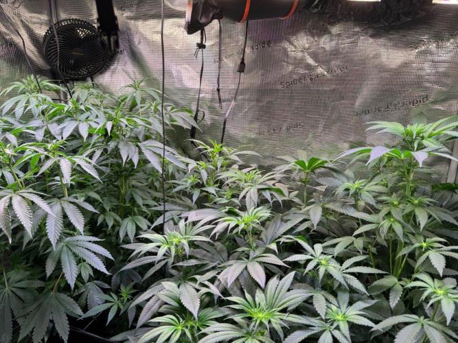 Blue Muffin / Manny-T Cut. Week 6