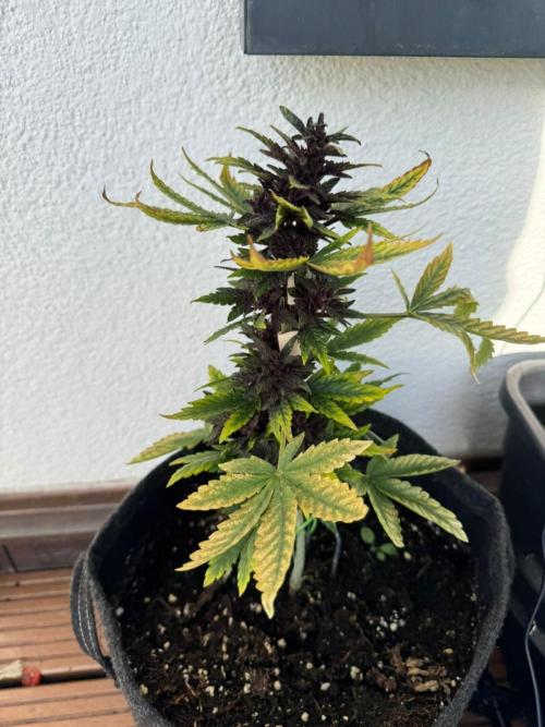 CBD Auto Blackberry Kush. Week 9