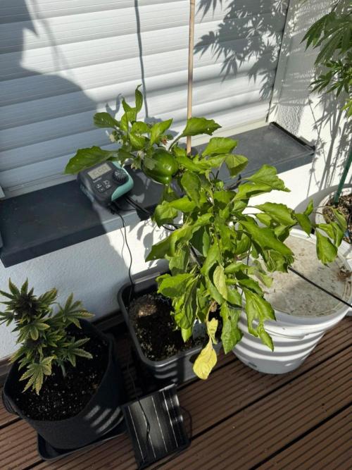 Progeny Testing the Berrys. Week 9