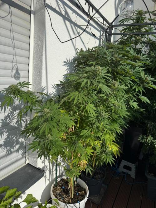 Blueberry Regular. Week 16