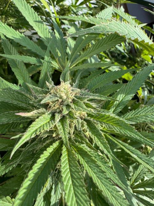 Coco Spritz. Week 16
