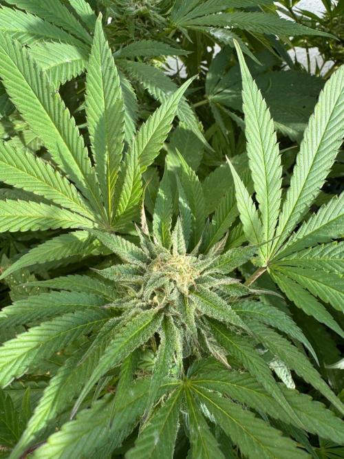 Coco Spritz. Week 16