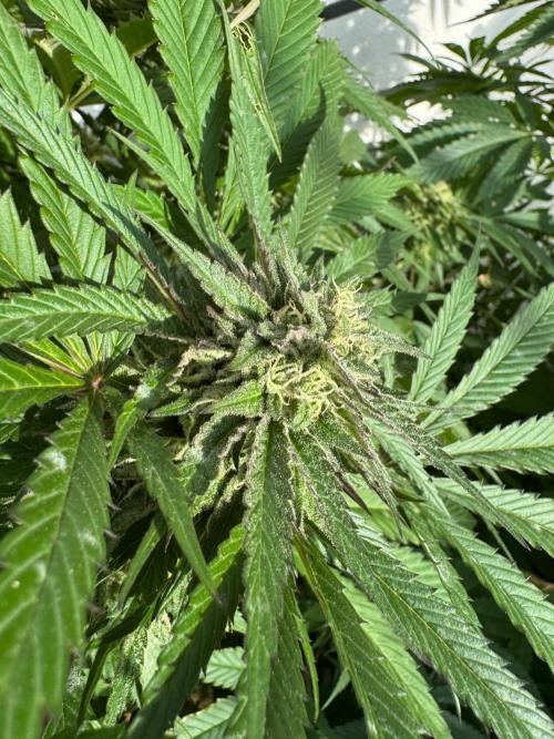 Coco Spritz. Week 16