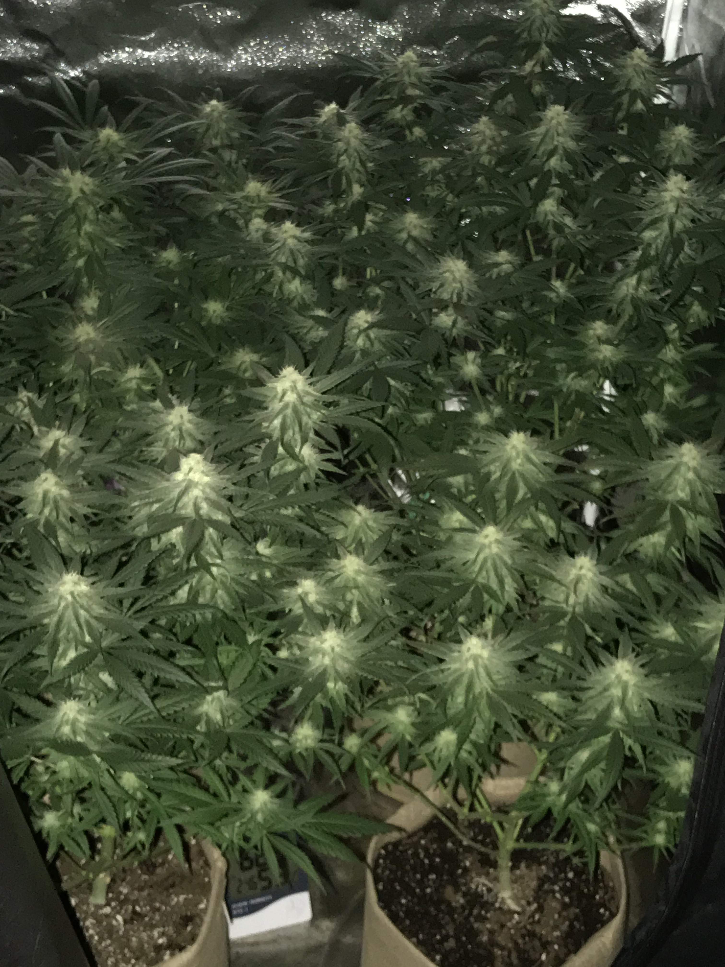 Seedsman Critical Purple Kush grow diary (journal) week7 by