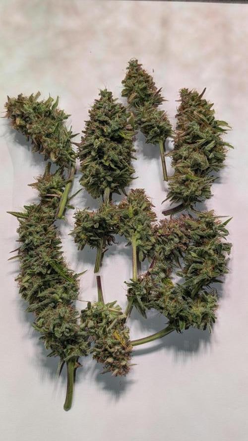 Permanent Jealousy XL Auto Sweet Seeds. Week 11 - Day 74