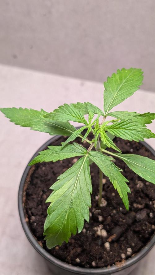 Hindu Kush Auto Sensi Seeds. Week 3 - Day 17