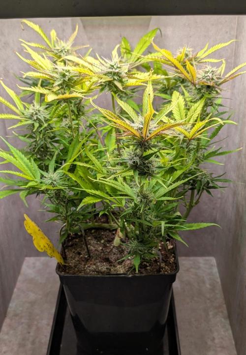 Skunk Auto Fast Buds Mini Grow. Week 10 - Day 68