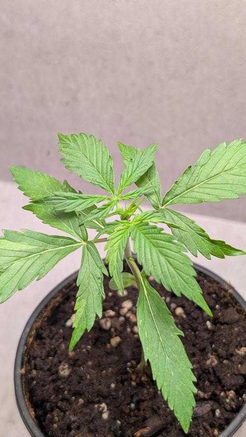 Hindu Kush Auto Sensi Seeds. Week 3 - Day 18