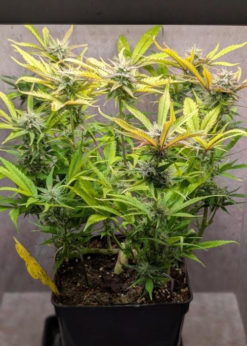 Skunk Auto Fast Buds Mini Grow. Week 10 - Day 69