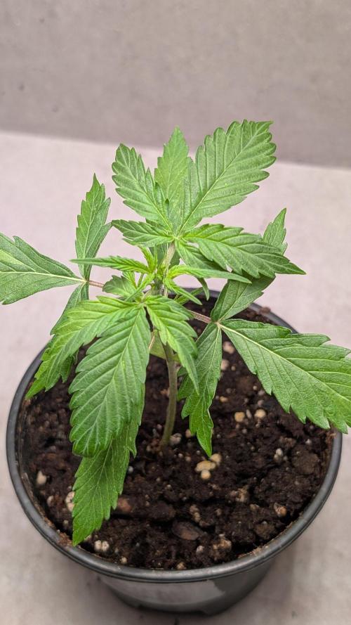 Hindu Kush Auto Sensi Seeds. Week 3 - Day 19