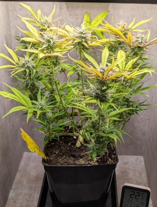 Skunk Auto Fast Buds Mini Grow. Week 10 - Day 70