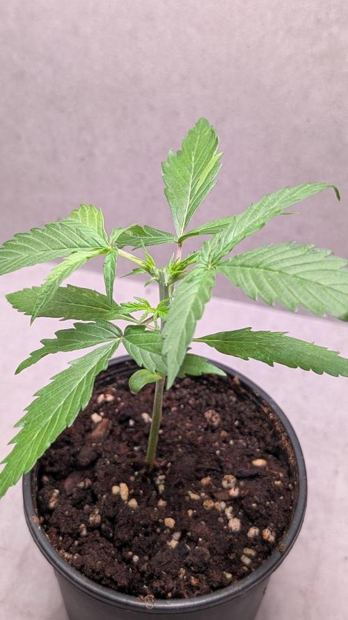 Hindu Kush Auto Sensi Seeds. Week 3 - Day 20