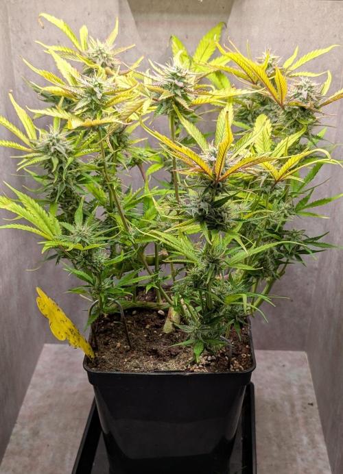 Skunk Auto Fast Buds Mini Grow. Week 11 - Day 71