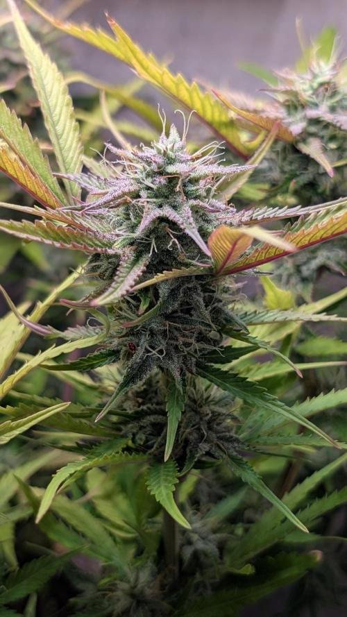 Skunk Auto Fast Buds Mini Grow. Week 11 - Day 71