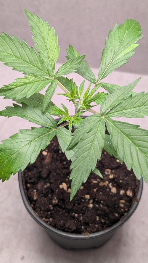 Hindu Kush Auto Sensi Seeds. Week 3 - Day 21