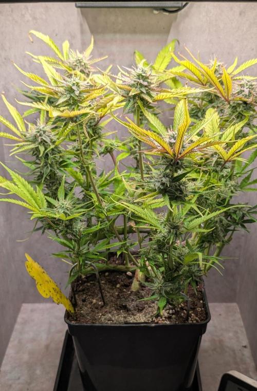 Skunk Auto Fast Buds Mini Grow. Week 11 - Day 72