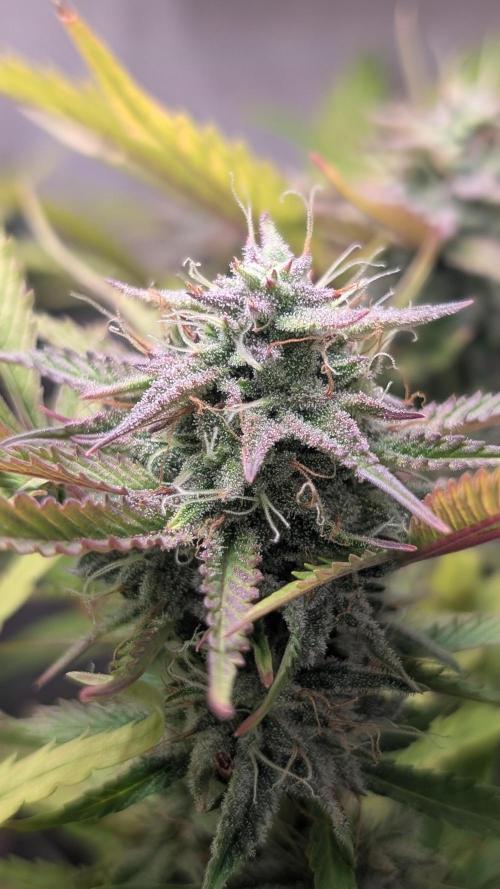 Skunk Auto Fast Buds Mini Grow. Week 11 - Day 72