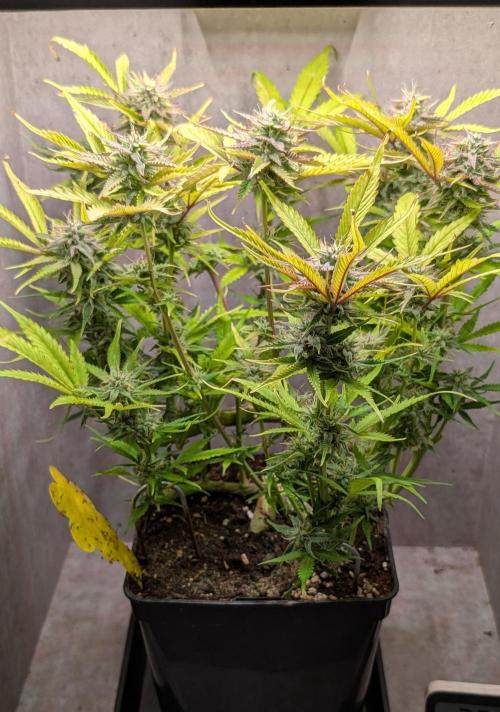 Skunk Auto Fast Buds Mini Grow. Week 11 - Day 73