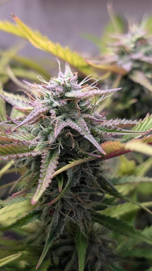 Skunk Auto Fast Buds Mini Grow. Week 11 - Day 73