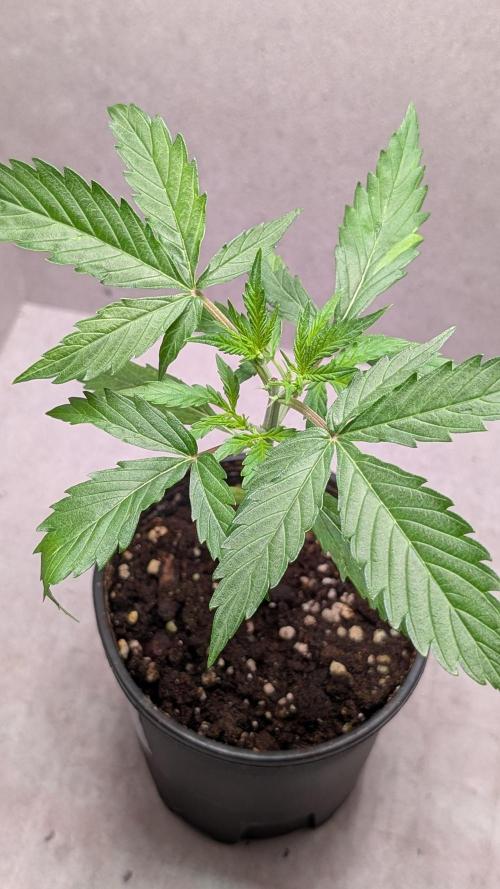 Hindu Kush Auto Sensi Seeds. Week 4 - Day 22