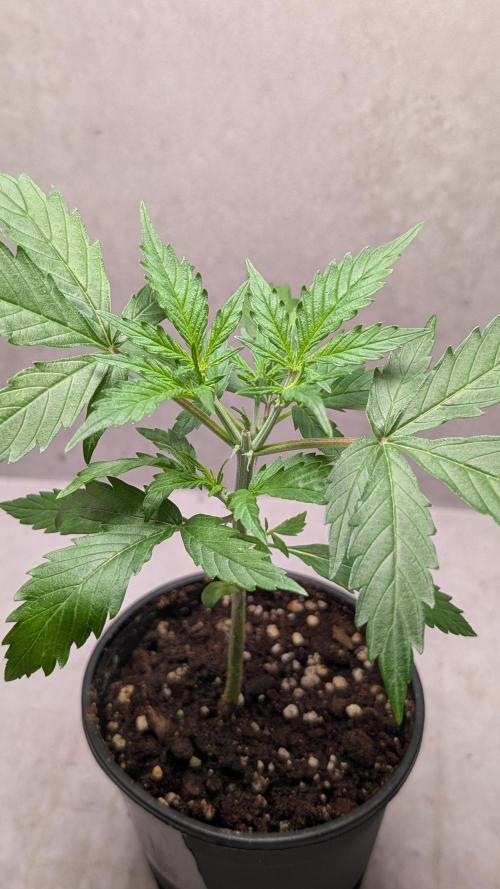 Hindu Kush Auto Sensi Seeds. Week 4 - Day 23