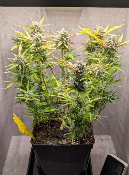 Skunk Auto Fast Buds Mini Grow. Week 11 - Day 74