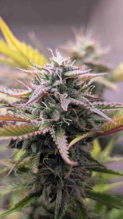 Skunk Auto Fast Buds Mini Grow. Week 11 - Day 74