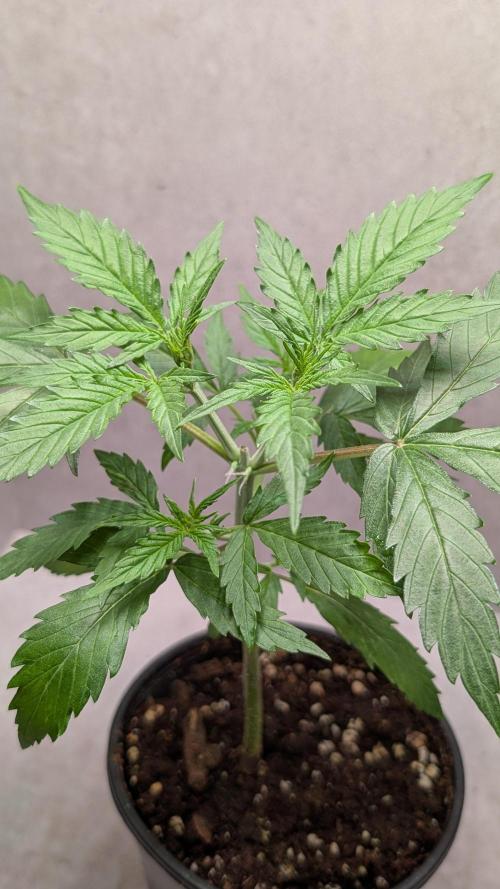 Hindu Kush Auto Sensi Seeds. Week 4 - Day 24
