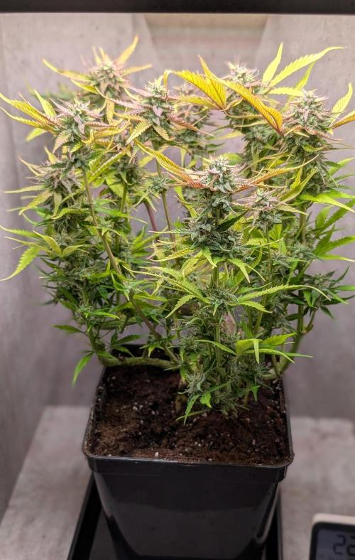 Skunk Auto Fast Buds Mini Grow. Week 11 - Day 75