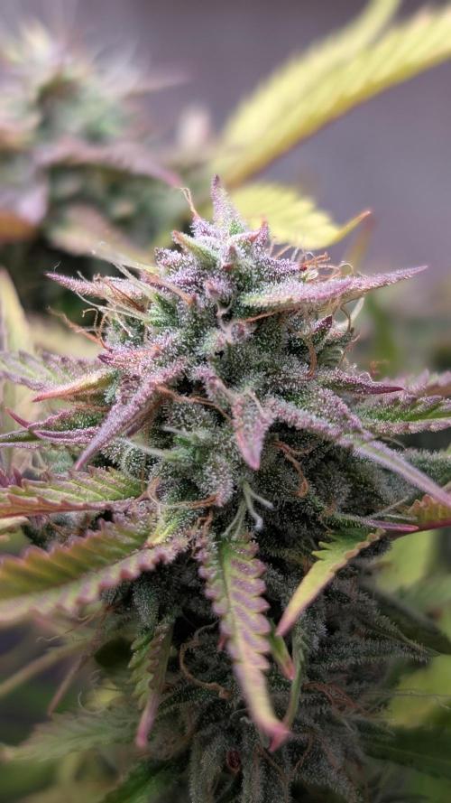 Skunk Auto Fast Buds Mini Grow. Week 11 - Day 75