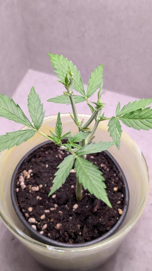 Hindu Kush Auto Sensi Seeds. Week 4 - Day 26